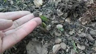 Как вырастить кедр из орешка