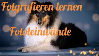 Fotografie lernen - Ich probiere Studio Fotografie mit Hund
