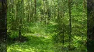 Лес. Музыка для релаксации.