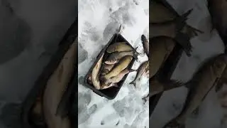 Зимняя рыбалка!!! ОТЛИЧНЫЙ УЛОВ!!!