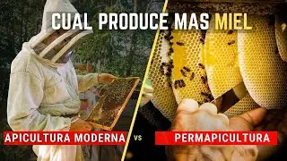¿Cuál es la MEJOR APICULTURA hoy en día? La Moderna o La Permapicultura 🐝