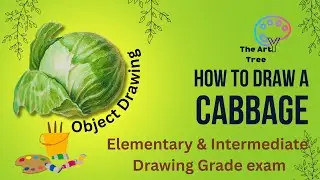 Cabbage Drawing Tutorial | Elementary & Intermediate Grade Exam Practice | How to draw cabbage |