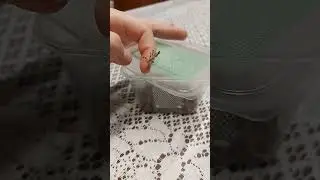 богомол на прогулке