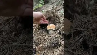 #funghi #porcini #boletus #гриби #grzyby #hribi #steinpilze #cepes #mushroom #nature #new #best