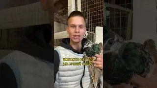 Рубрика «Новости недели на ферме» 👨‍🌾