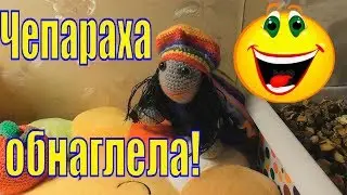 Чепараха обнаглела/Разбудила ночью/Требует лежанку/Смешное видео/Елена и зверята