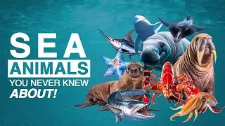 Sea Animals YOU NEVER KNEW ABOUT! Aquatic Animals | Marine and Water Animals | Kids fun and play