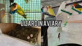 Hamara lovebird na egg da diya🥰 aur aj aviary ma lizard ghus gae🦎🦎
