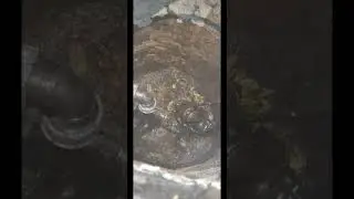 Думал, что сломанная труба, а нет ... опять 💩