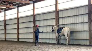 Understanding the Mechanics of the Horse for Collection