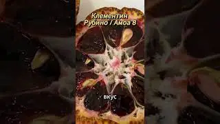 Дегустация клементина Рубино / Амоа 8 |  