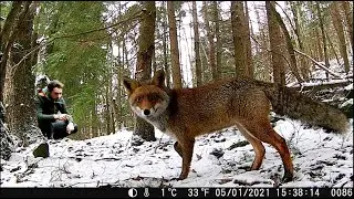 I SEGRETI degli animali del bosco