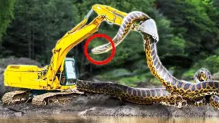 Qué hace que una SERPIENTE sea GIGANTE