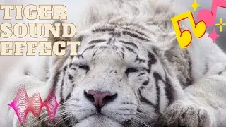 Tiger sound effects|Tiger sounds|Tiger noise|Tiger growl|Tiger roar|