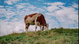 Cow Moo Sound Effect | Free Sound Clips | Animal Sounds
