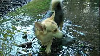 CORGIS IN A RIVER  - Fujifilm Finepix Z70 Outdoor Shaded Video Test