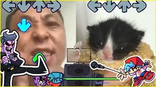 Angry Asian Man Yelling At Kitten?! but its Friday Night Funkin' - Dad Battle *Remake* Week 1 fnf