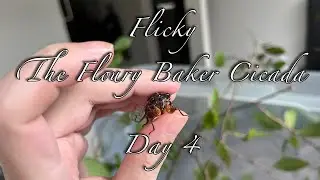 Flicky - The Floury Baker Cicada - Day 4 (2023-03-02)