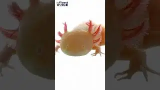 Axolotl Facts | Mexican Walking Fish | 