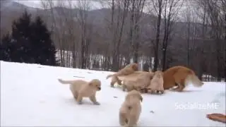 Mother Playing With Her Pups   Labrador Dog on the snow   SocializeME
