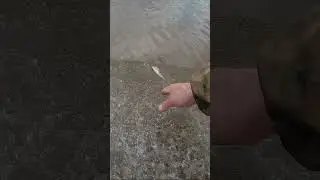 Полосатика отпущу.
