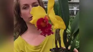 Ездила в теплицу Schwerter Orchideenzucht в Германии #орхидея