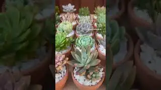 Earthy elegance: succulents in terracotta pots. www.SucculentSocial.com.au