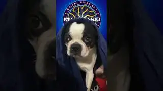 Parece chiste pero no lo es. #bostonterrier #dog #tendencias #cachorro #humor