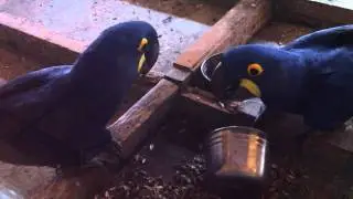 Blue Parrots Eating Sunflower Seeds