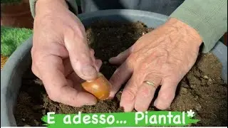 Piantal*