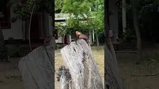 У Калота рандеву, Нилавели, Шри Ланка 05.08.2024.г. 🦎🐉🇱🇰