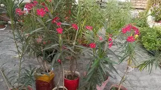 My Simple Garden is live!