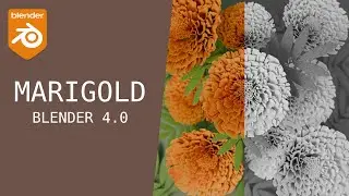 Marigold | Speedmodel | Blender 4.0