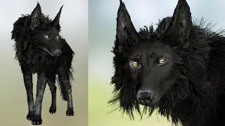 Ash Black Hybrid Wolf-Dog - Hair Particle / Grooming Fur Shader - 3dModeling Low Poly - PART 1