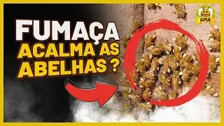 DOES SMOKE CALM THE BEES?