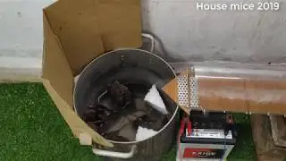 Top Electric mouse trap / Homemade mice from the waste box