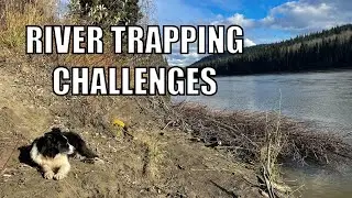 Beavers And Grizzlies: Challenges On The Trapline
