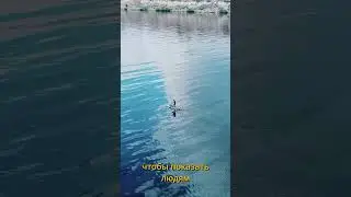 Огонь, который зажег во мне сапбординг