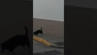 skilllll  anj🐕🐕ngg 😅🤣