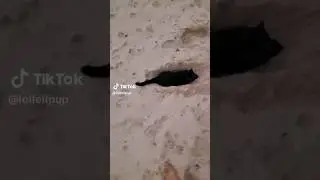 cats. #tiktok #shortsfeed #shorts (Credits: @lolleiipup)