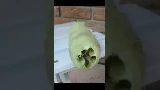 Harvesting the Luffa Plant