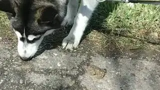 Хаски и лягушка.. 🐺+🐸=✨