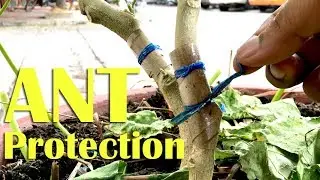 Easy Crop Protection Method from Ant and Insects - Creative Channel