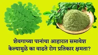 शेवगाच्या पानांचा आहारात समावेश केल्यामुळे का वाढते रोग प्रतिकार क्षमता?Moringa: A Miracle Tree