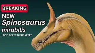 Spinosaurus mirabilis: The 3-Crest Discovery and What It Means