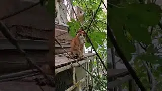 🐈 Рыжик Рыжуль))