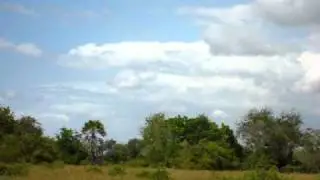 Safari en Tanzania (Saadani)