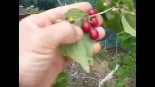 кизил Лукьяновский первый урожай