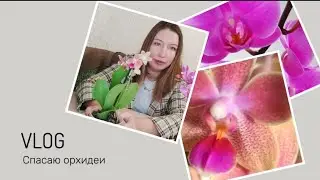 Опять спасаю орхидеи. Почему с орхами столько проблем!?