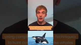 1 Minute Knowledge: Apex Predators
